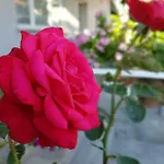 Luna Διαμέρισμα *